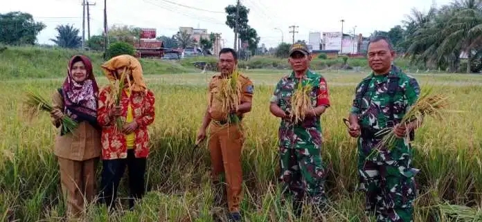Dinas Pertanian Labuhanbatu Panen Raya, Petani Lebih Andalkan Pupuk Organik