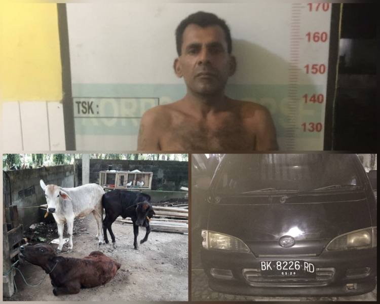 Reskrim Kutalimbaru Ringkus Pencuri Hewan Ternak Lembu