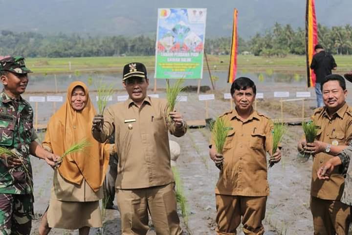 Wawako Tanam Perdana Padi Sawah Solok, Persiapan Panen Raya