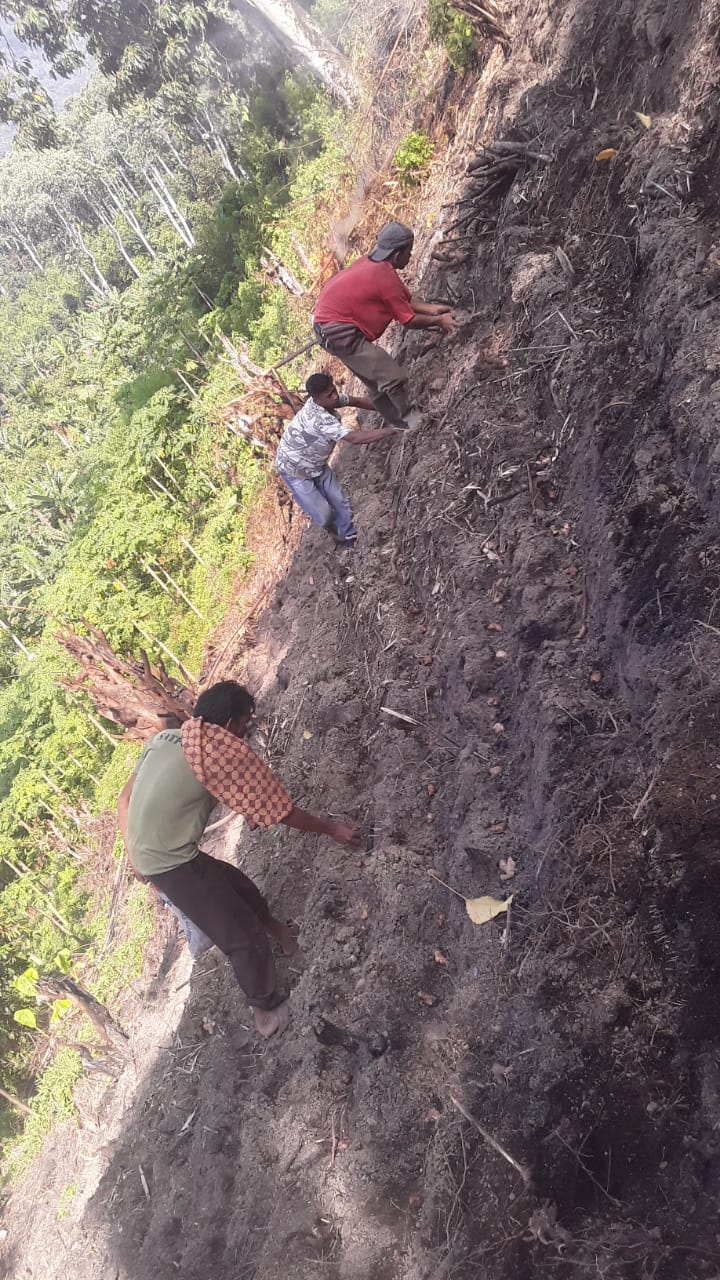 BUMK Gumpang Lempuh Tahun 2021 Targetkan Produksi Jahe Melimpah