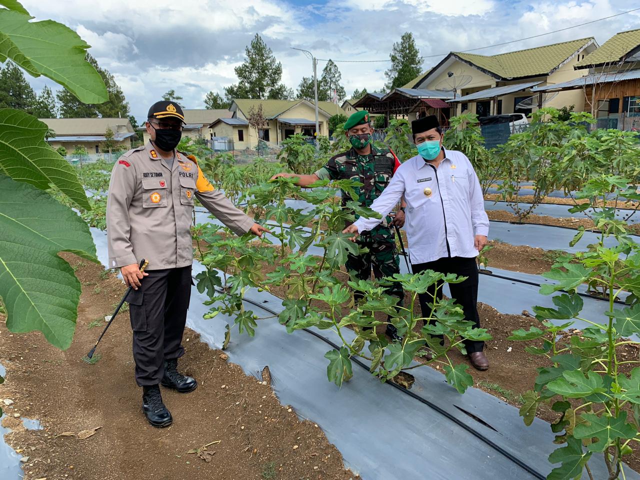 Tanaman Buah Tin dan Anggur Dikembangan Polres Gayo Lues Sebagai Lahan Percontohan