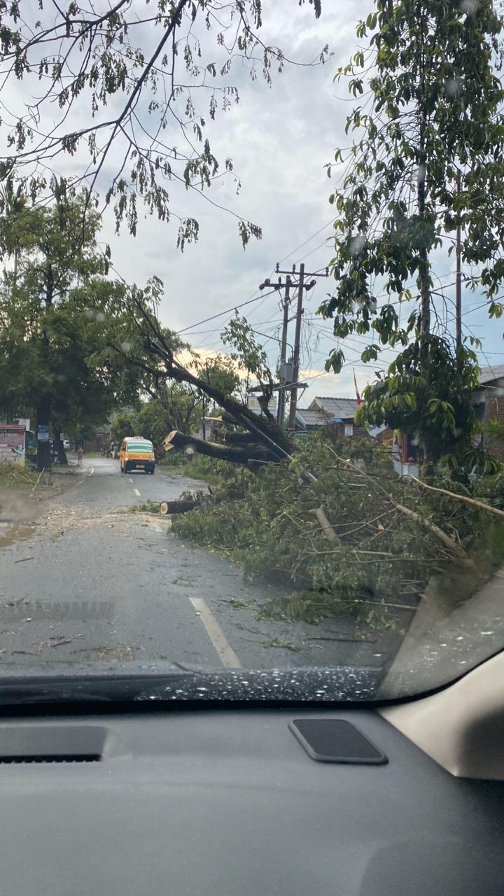 Pohon Tumbang Akbatkan Listrik Padam di Kawasan Simalingkar