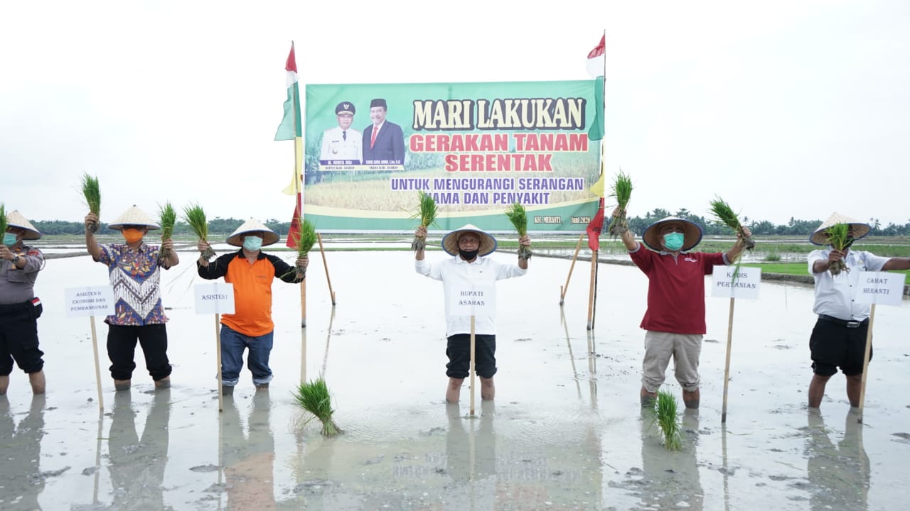 Bupati Asahan hadiri  Penanaman Padi Sawah Serentak di Desa Serdang Meranti