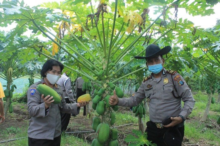 Dampak Pandemi Covid-19,  Sat Binmas Dan Polsek Bangun Purba Dukung Ketahanan Pangan