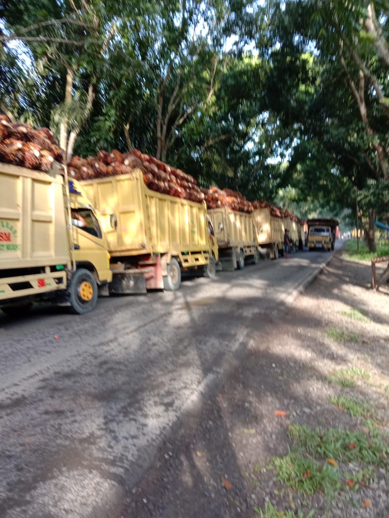 Puluhan Truk TBS PT MAR Karang Sari  Hambat Arus Lalu Lintas