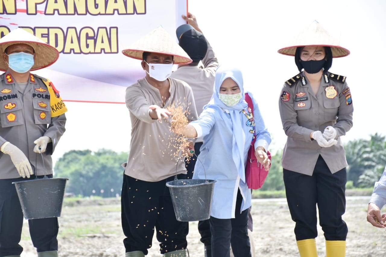Tabur Benih Disawah Percetakan Baru Seluas 20 Ha, Wabup Sergai : Keuntungan Akan Dibagikan Ke Warga Kurang Mampu