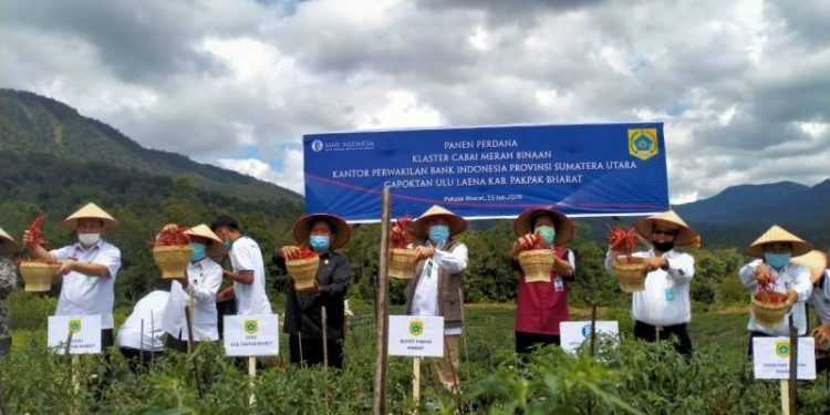 BI Sumut Bantu Gapoktan Ulu Laena Pasarkan Cabai Merah Organik