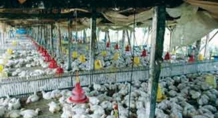 Ratusan Kandang Peternak Ayam Di Duga Belum Memiliki NKV