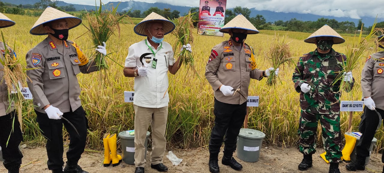 Kapolda Martuani Sormin Panen Raya dan Serahkan Bansos di Uluan Kabupaten Toba