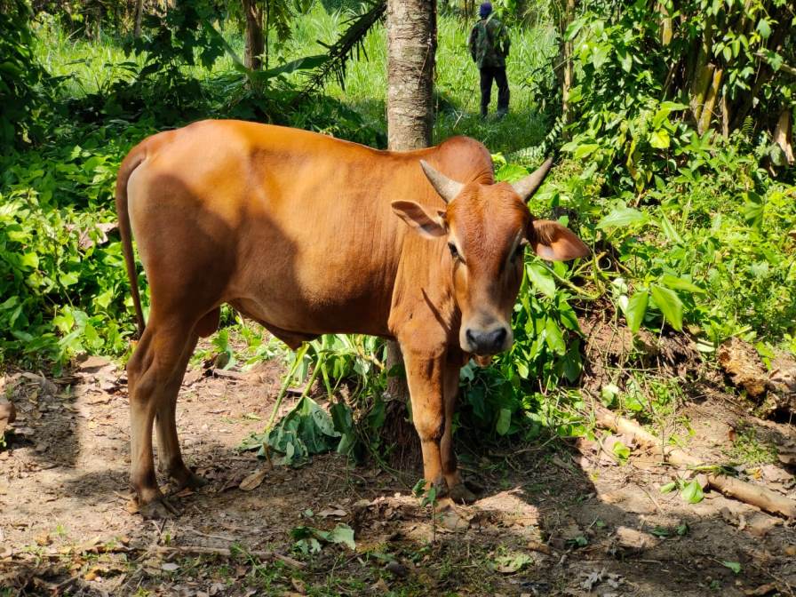 Polresta Deli Serdang Akan Laksanakan Qurban 11 Ekor Sapi Dan 12 Ekor Kambing