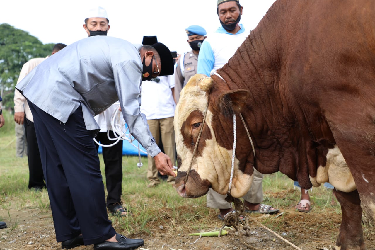 Polda Sumut Serahkan 435 Ekor Hewan Kurban,17 Ekor Lembu Disembelih Di Mako Polda Sumut