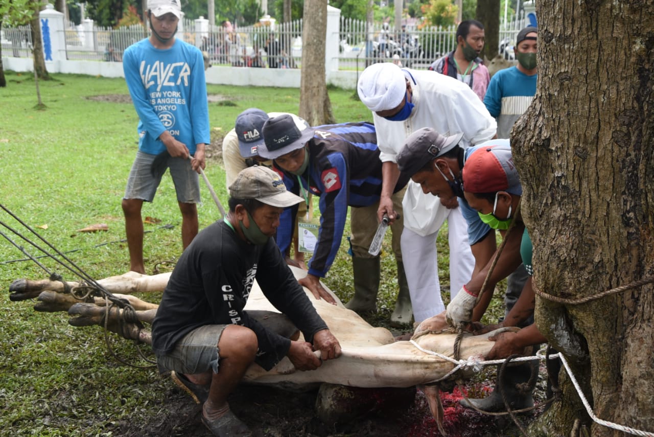 Pemkab Deli Serdang Potong 74 Lembu Kurban dan 8 Ekor Kambing
