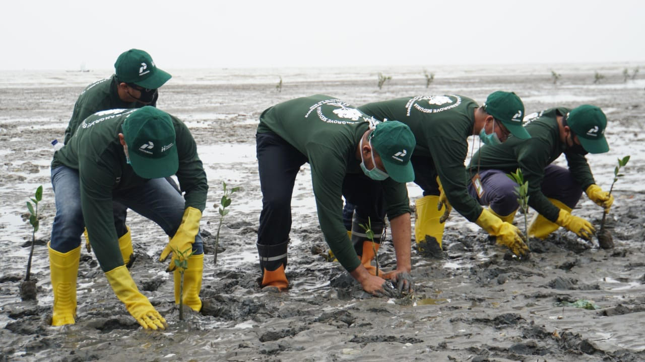 Pertamina Lakukan Penanaman Seribu Bibit Mangrove