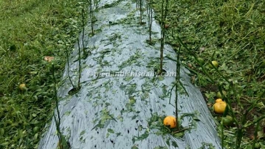 Hujan Es dan Angin Kencang Rusan Tanaman Pertanian