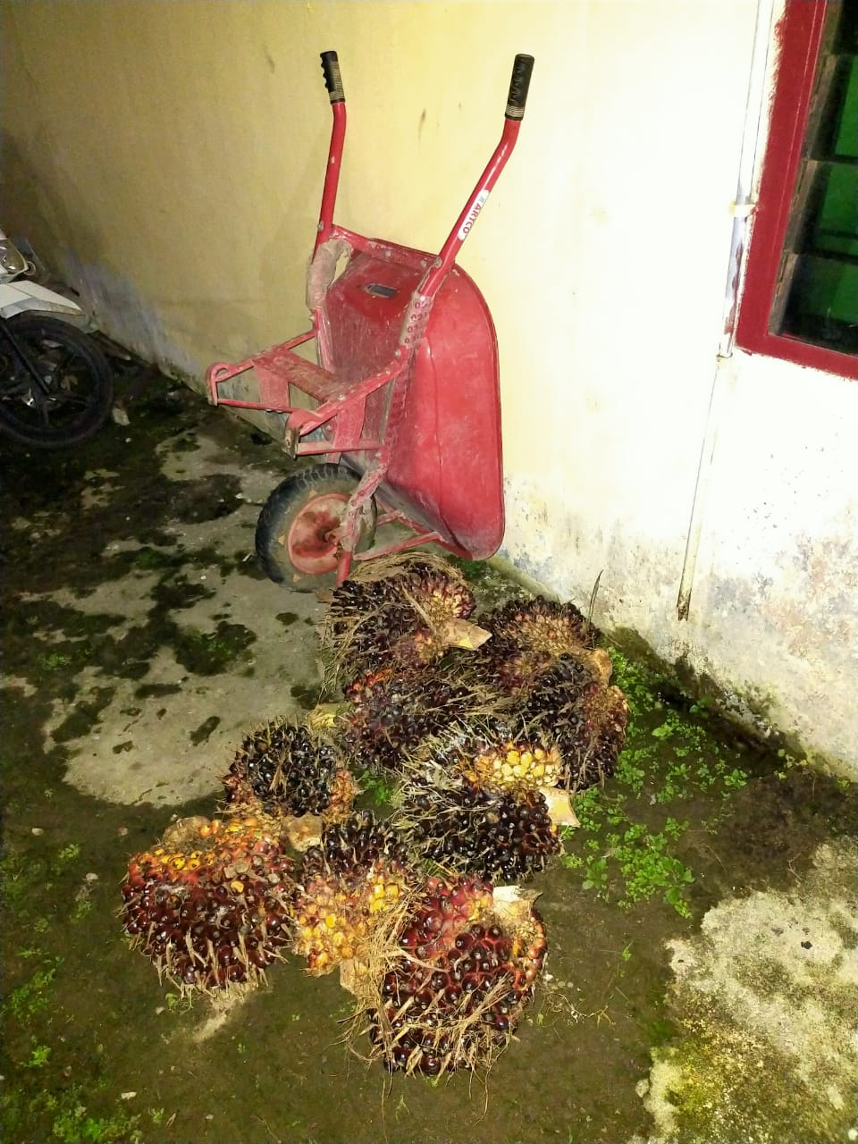 Curi Sawit Milik PTPN ll, MA Masuk Sel