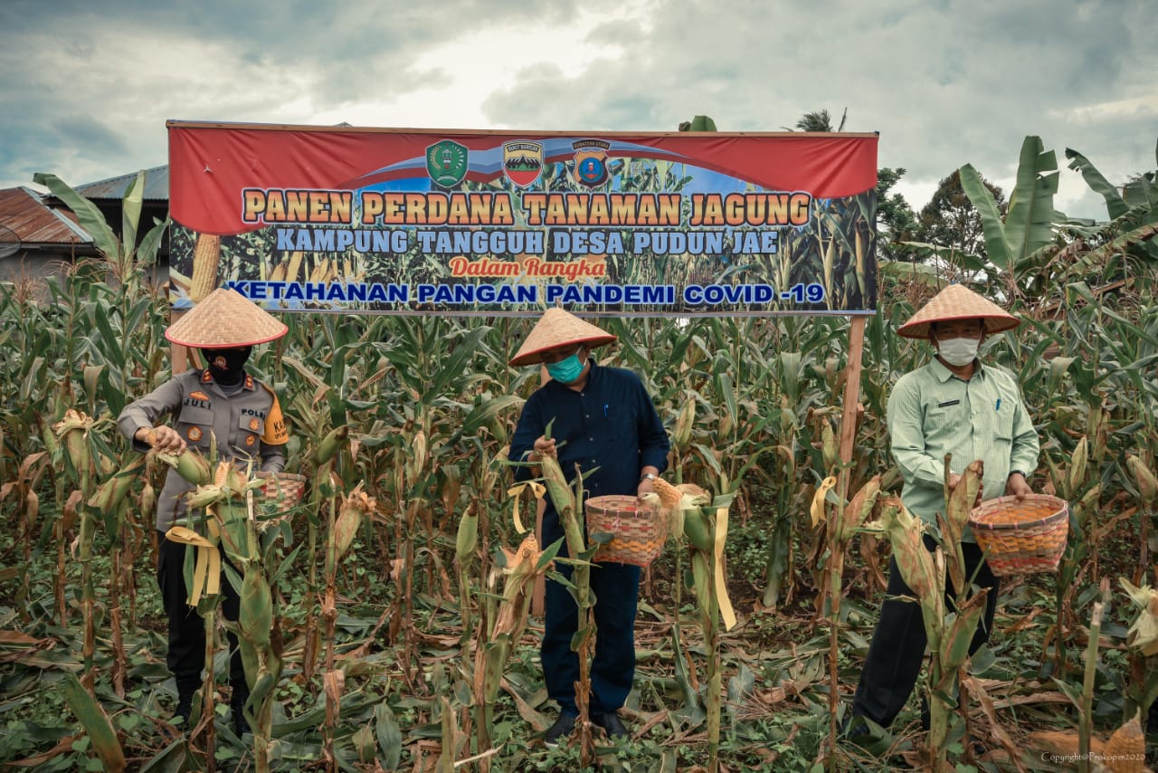 Walikota Irsan Nasution Panen Perdana Jagung Kampung Tangguh Desa Pudun Jae