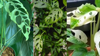 Kembang Janda Bolong Dijual Rp150 Juta per Pohon,Ini Harga per Daun