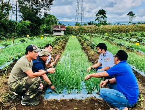 Ketua KT Sumut Dedi Kunker Ke Demplot Budidaya Perkebunan Hortikultura Dairi