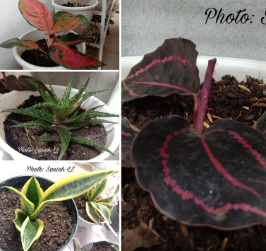 Inilah 13 Tanaman Hias Tren 2020, Recommended