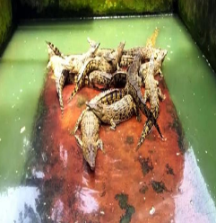 Taman Buaya Asam Kumbang Terbesar di Asia Tenggara, Ada Buaya Umur 78 Tahun