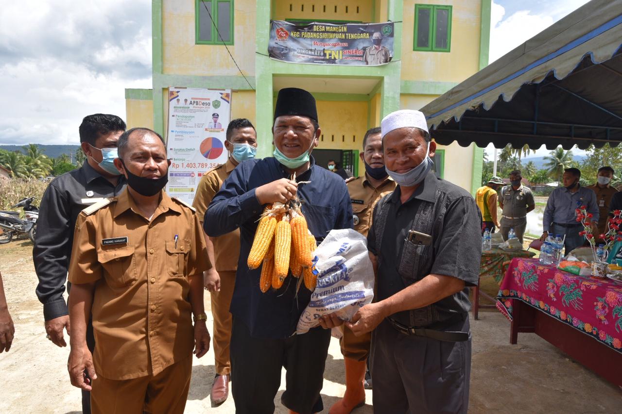Panen Perdana Jagung Hibrida, Walikota Irsan : Manfaatkan Lahan Tidur Ciptakan Masyarakat Produktif
