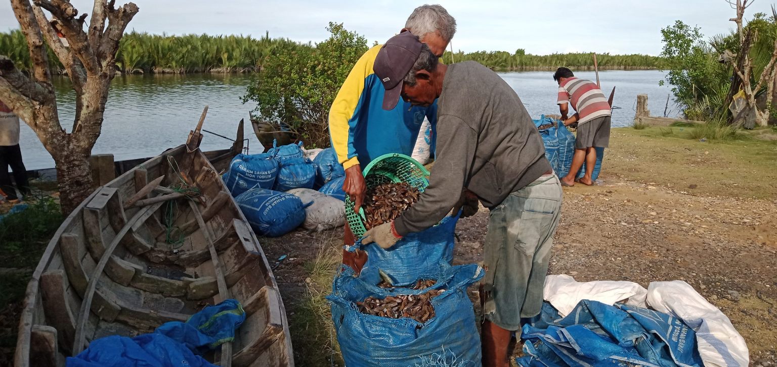 Kupang Jenis Kerang Diperairan Langkat Jadi Tangkapan Nelayan