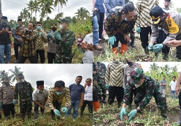 Panen Bawang Merah, Walikota Irsan Minta Camat dan Kades Siapkan stok bibit