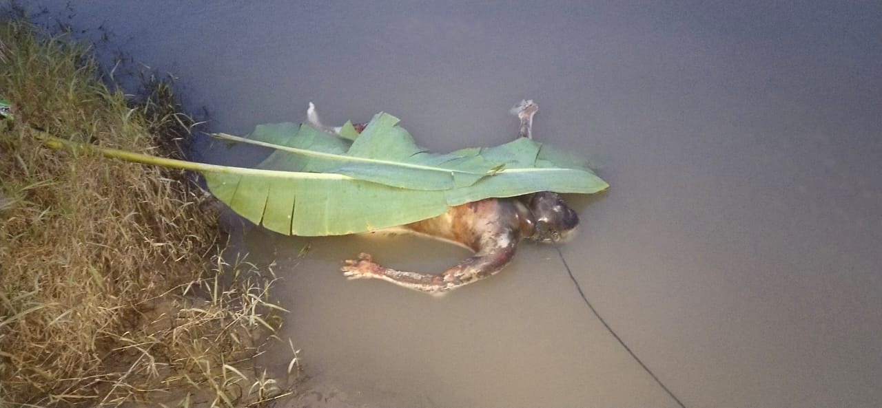 Mayat Tak Dikenal Tanpa Busana Mengambang  Di Sungai Wampu Tanjung Pura
