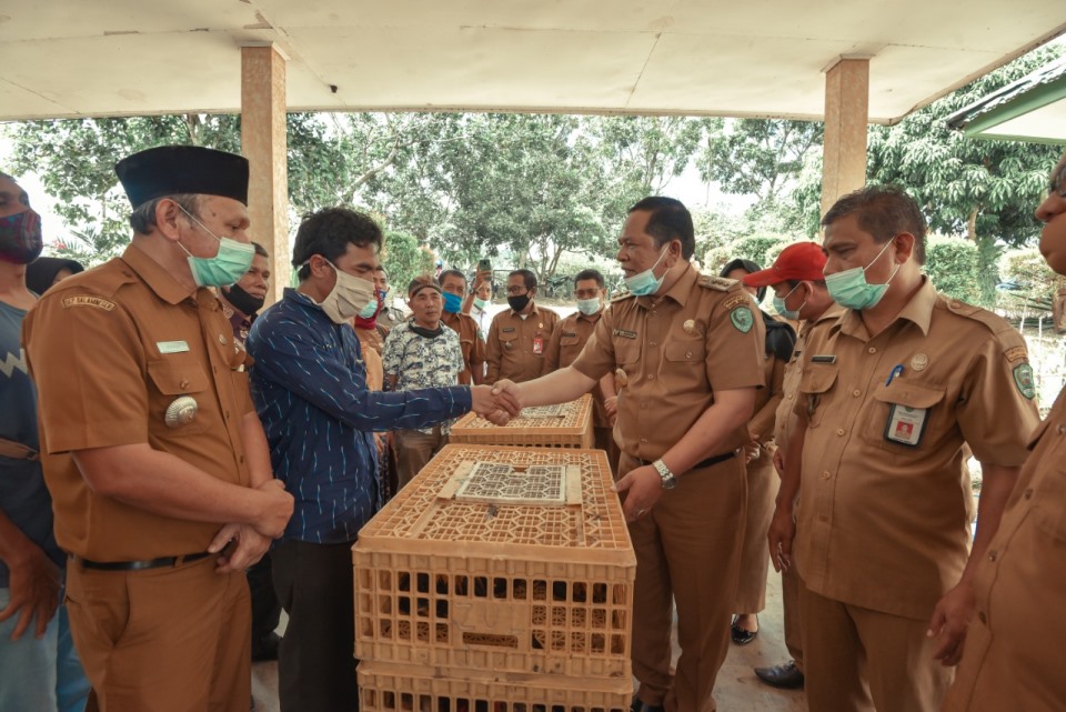 Serahkan Ayam Buras,  Walikota Irsan : Saya yakin bisa kita atasi dengan kerja keras