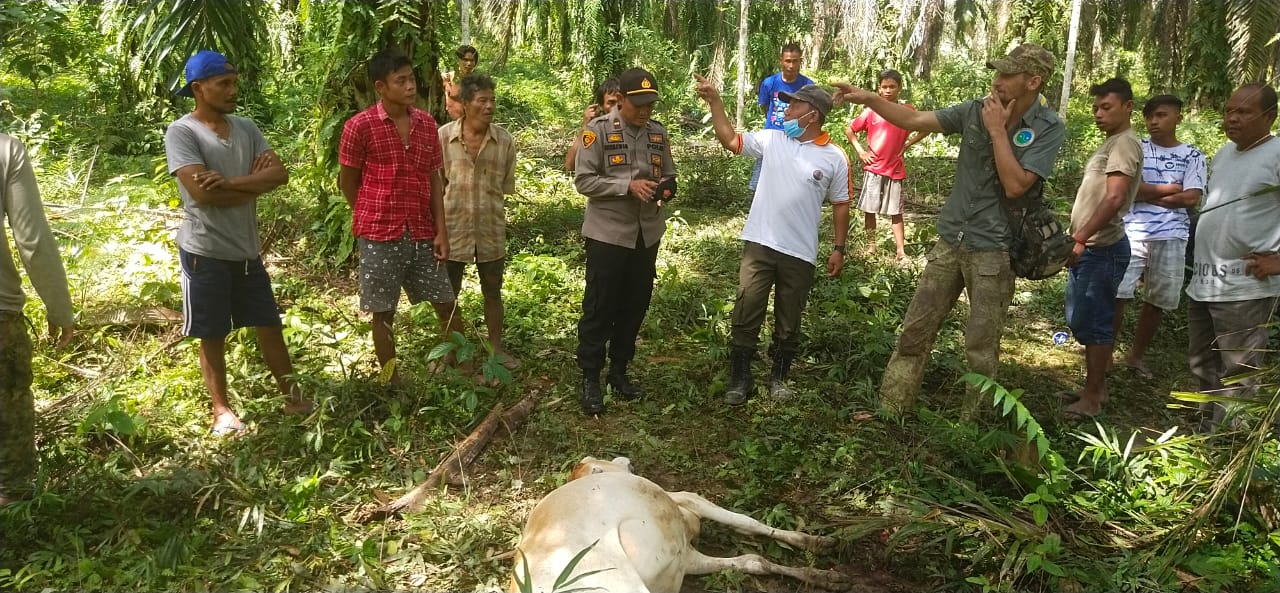 Bahorok Langkat Mencekam, Dua Ekor Lembu Warga Tewas Dimangsa Harimau