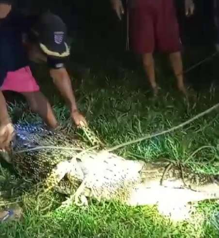 Menakutkan, Ini Yang Terjadi Pada Buaya Muara Sungai
