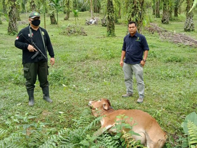 Harimau Sumatra Kembali Mengganas 5 Ekor Dimangsa