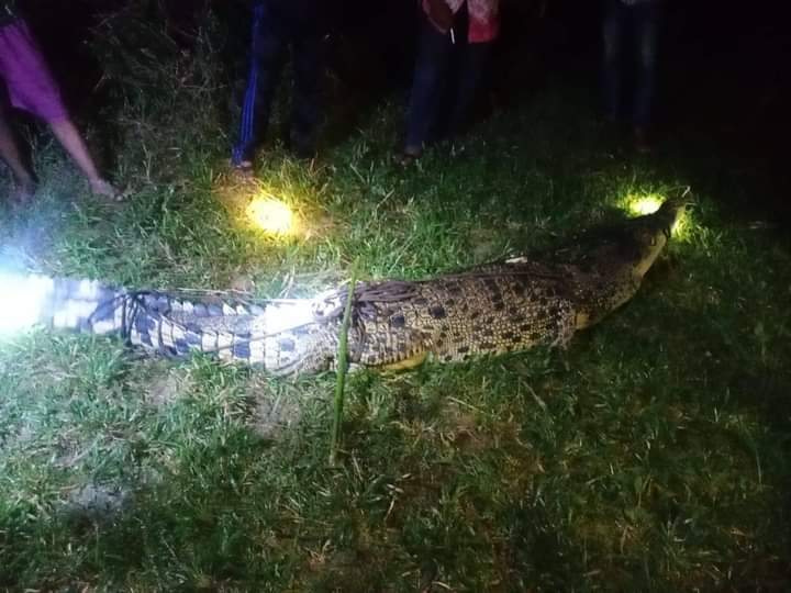 Kena Pancing Bebek, Seekor Buaya Tertangkap