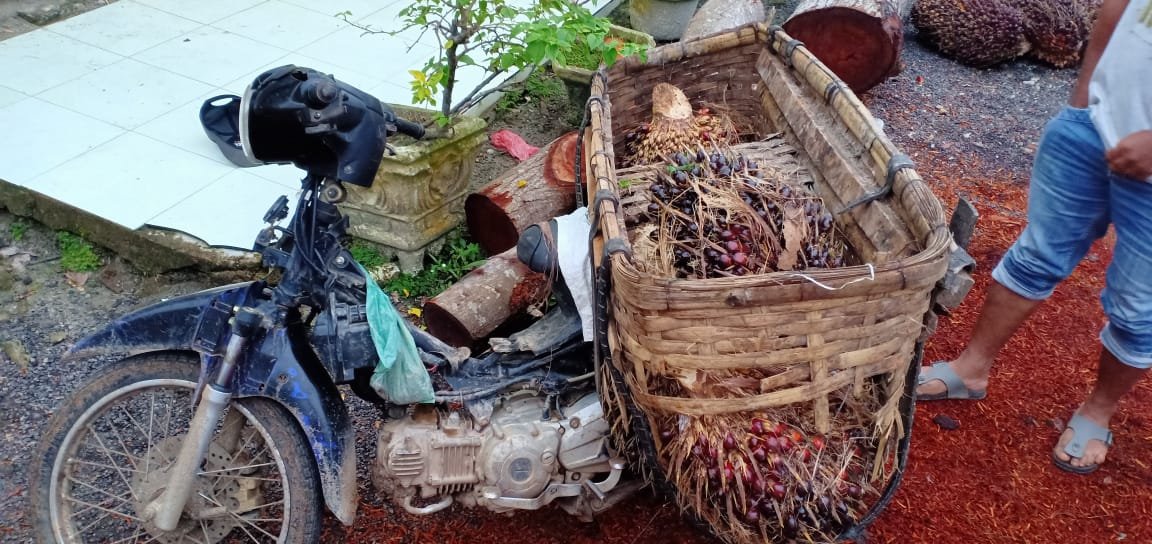 Curi Buah Sawit di Perkebunan PT Socfindo, Warga Dolok Sagala di Serahkan ke Polsek Dolok Masihul