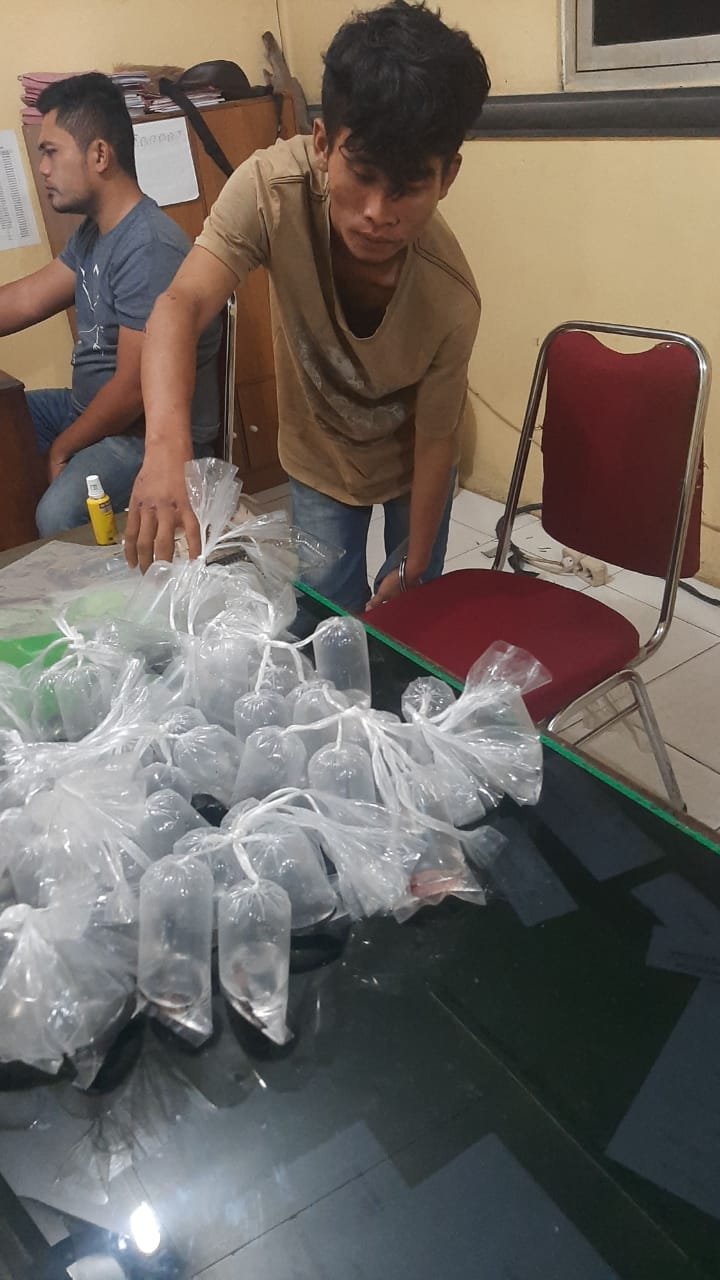 Terekam CCTV, 2 Pelaku Pencuri Ikan Cupang Dibekuk Polsek Firdaus