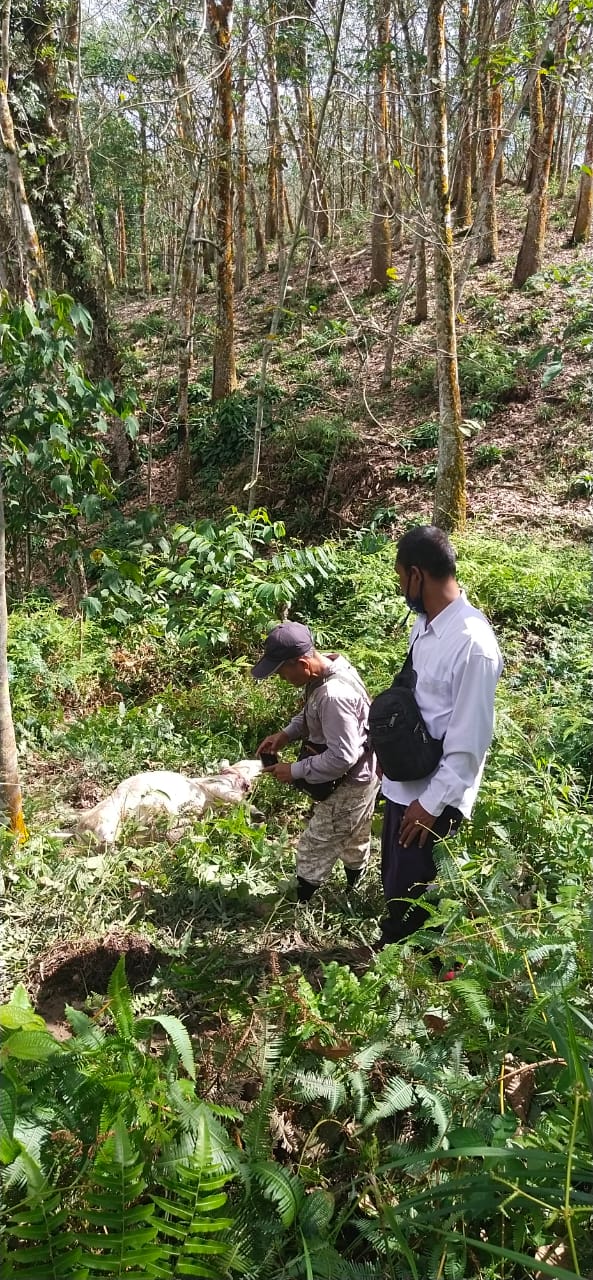 Kembali Sepasang Lembu Tewas Di Mangsa Harimau Sumatra,Â  Kapolsek Ungkap Penyebab Tidak Efektif