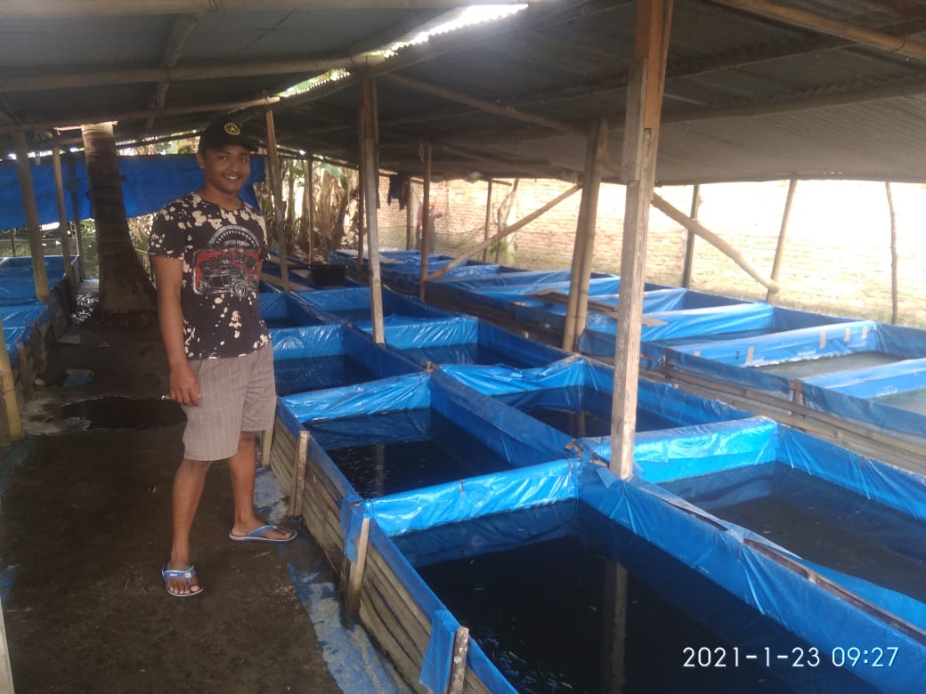 Ternak ikan cupang Menjanjikan, Bisa Hasilkan Rp 1,5 Juta/Bulan