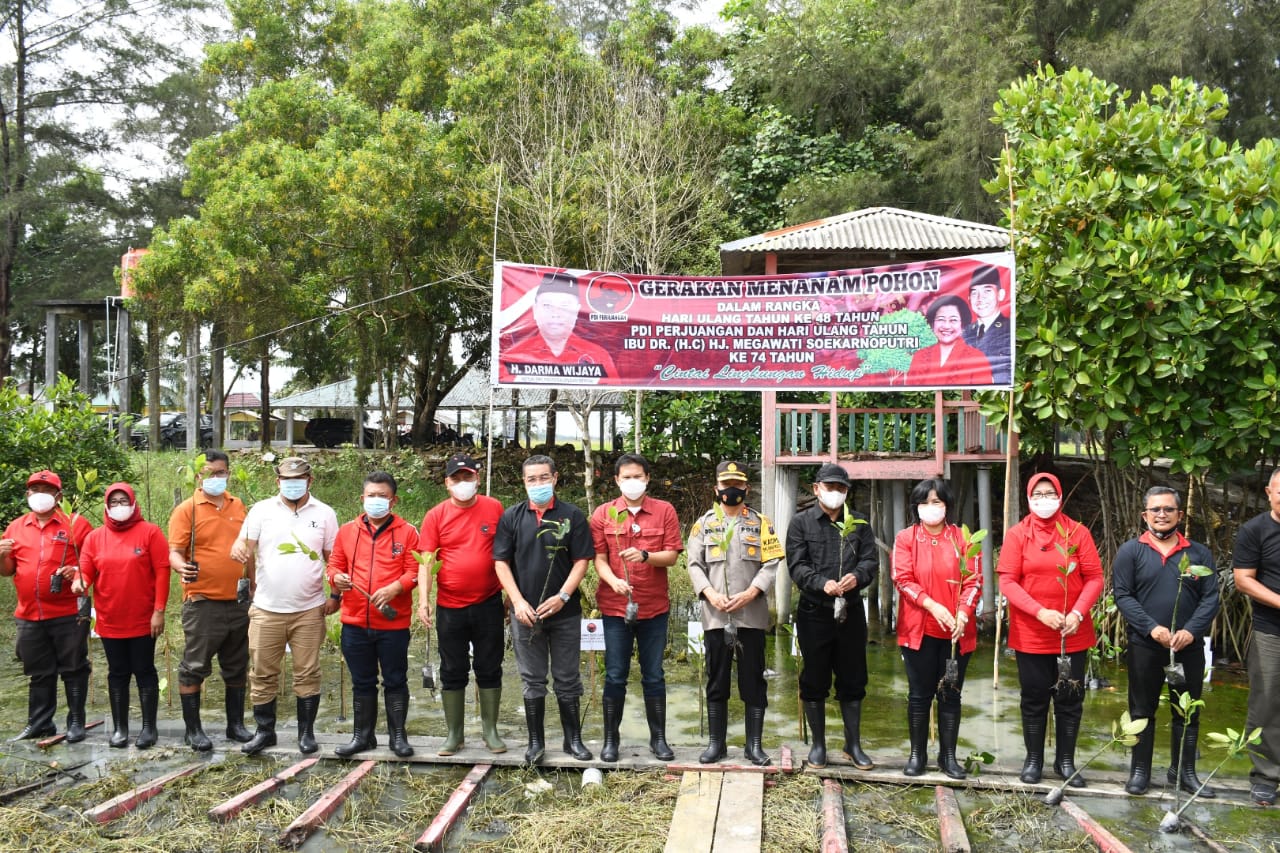 Peduli Lingkungan, DPC PDI.P Sergai Tanam 500 Bibit Mangrove di Pantai Romantis