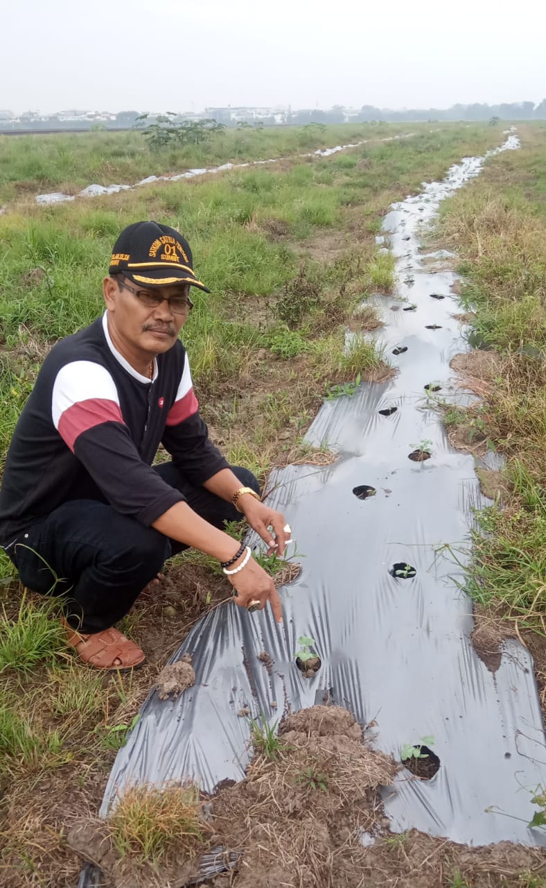 APEDI Himbau Masyarakat Peduli Lahan Tidur Guna Ketahanan Pangan