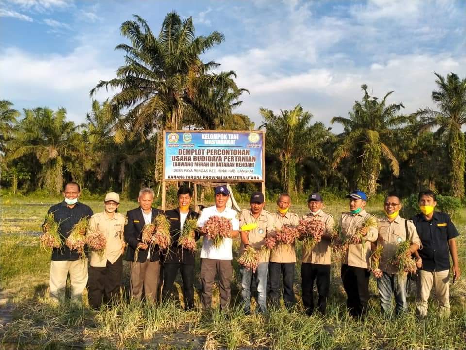 Karang Taruna Sumut Panen Perdana Bawang Merah di Langkat