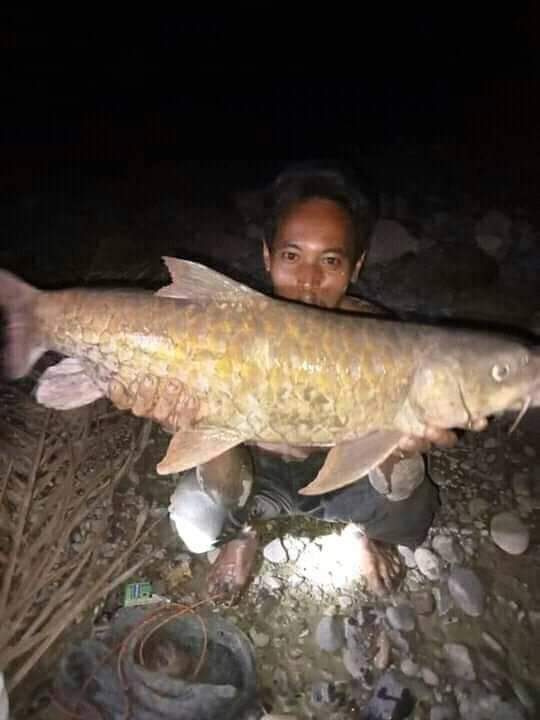 Aliran Sungai Wampu Mendadak Timbul Ikan,Diduga Ini penyebabnya