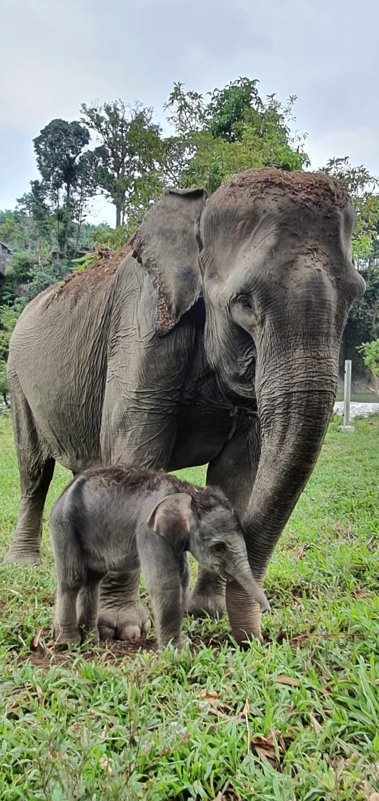 Seekor Bayi Gajah Sumatra Lahir di Langkat