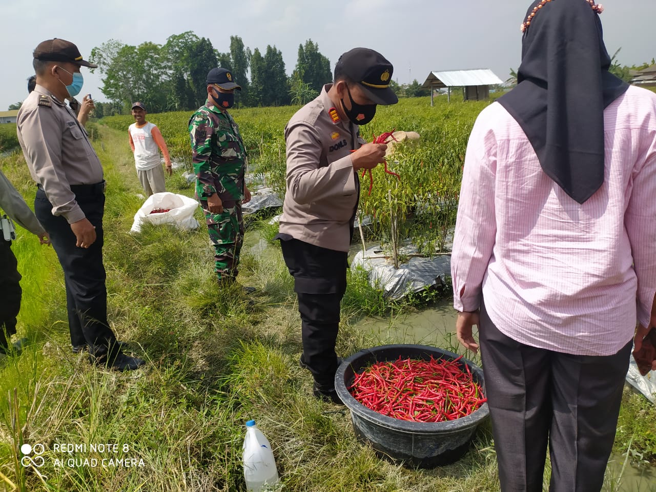 Kapolsek Beringin Hadiri panen raya cabai Kampung Tangguh