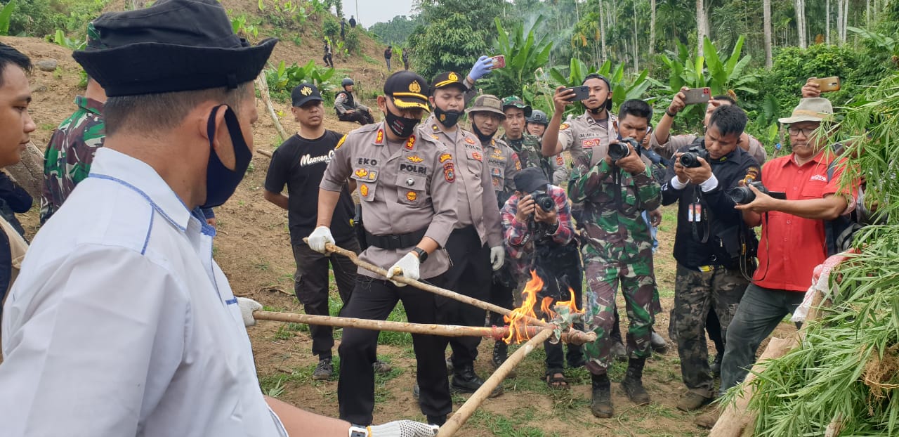 Kapolres Lhokseumawe Pimpin Pemusnahan Ladang Ganja Seluas 5 Hektar