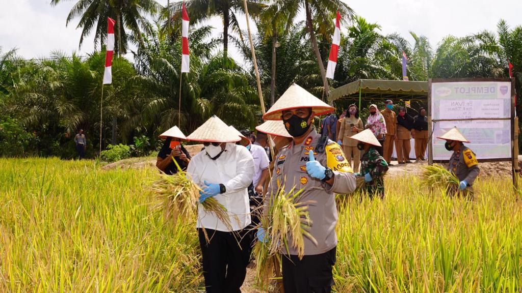 Kampung Tangguh Ketahanan Pangan Binaan Polres Tanjung Balai Laksanakan Panen Raya Padi
