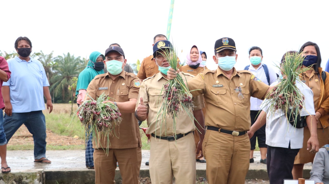 Panen Bersama Sekaligus Bantu Petani, Walikota : Sektor Pertanian Tebing Tinggi Diharap Terus Produktif