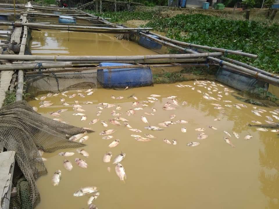 Ribuan Ikan Keramba Milik Syaiful di Langkat Mati