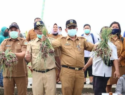 Bank Indonesia Bantu Koptan Panen Bawang dan Cabe Merah