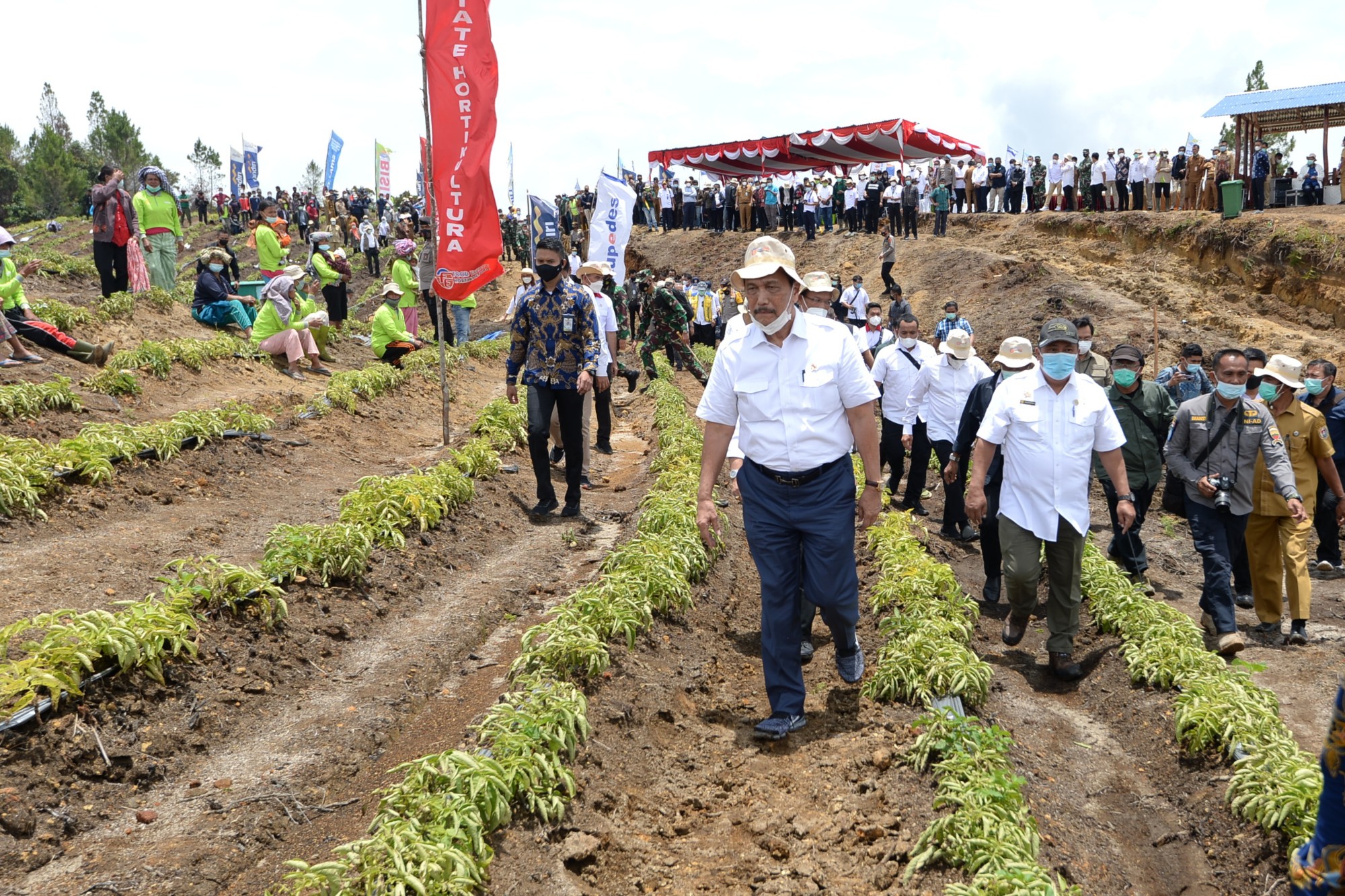 Luhut Sambut Positif Hasil  Komoditas Food Estate Humbahas, Ini Hasil Panennya
