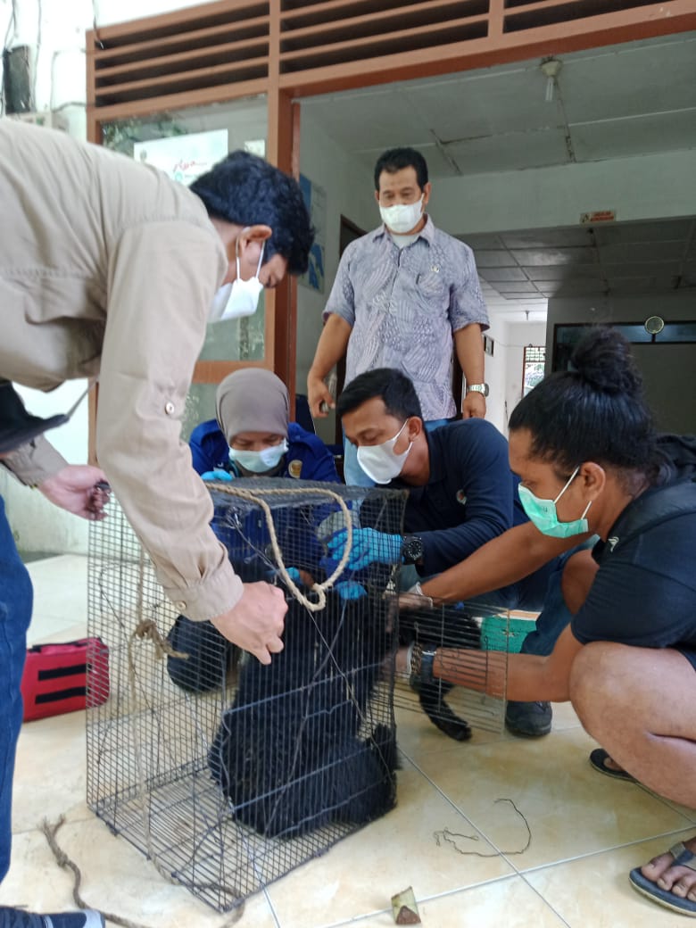 KPH Wilayah I Stabat Menyerahkan Seekor Siamang ke BBKSDA Sumut